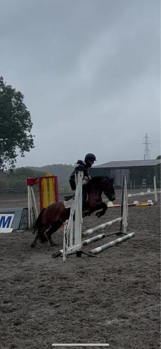 5 year old riding pony c. 12.2 - Image 3