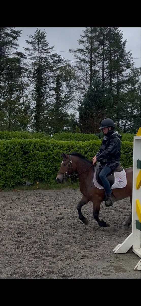 5 year old riding pony c. 12.2 - Image 4
