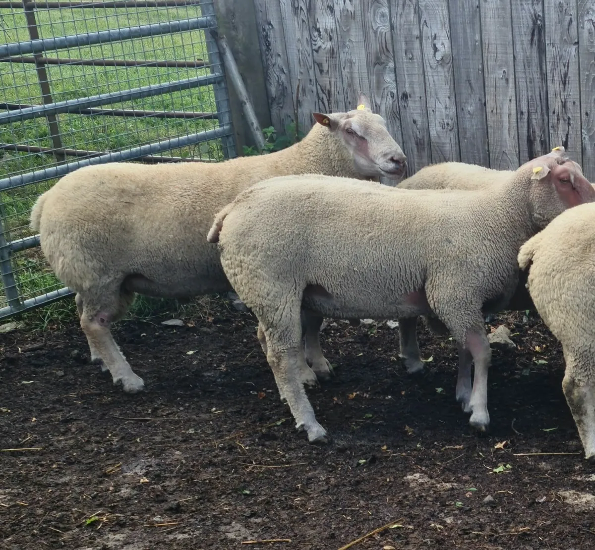 Pedigree Charollais Ram lambs & Hoggets - Image 3