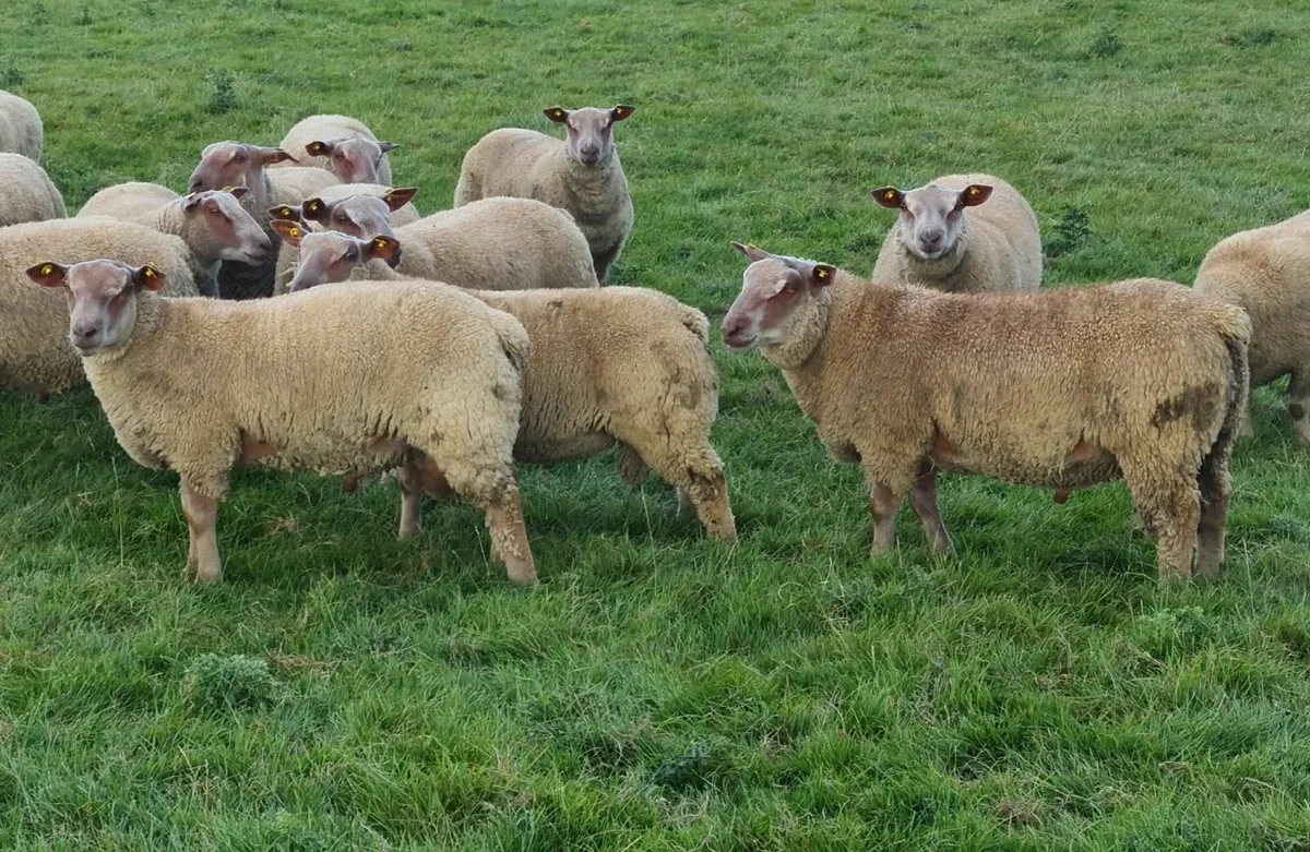 Pedigree Charollais Ram lambs & Hoggets - Image 2