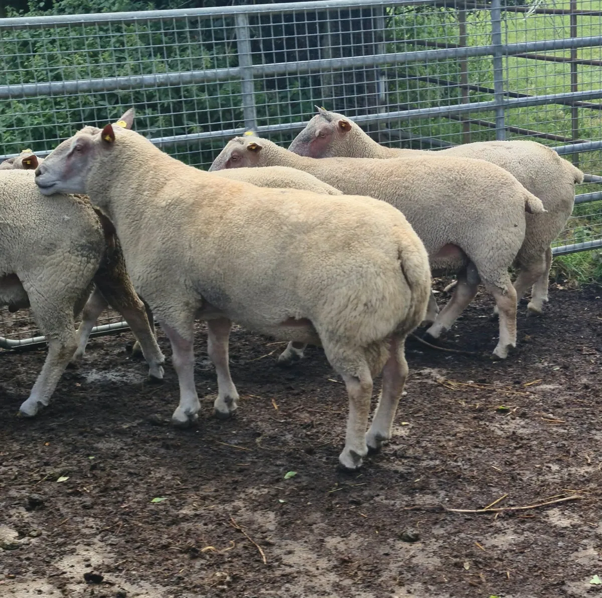 Pedigree Charollais Ram lambs & Hoggets - Image 4