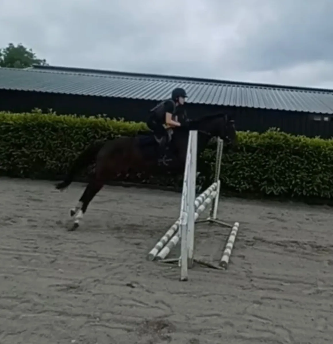 TB mare great temperament - Image 3