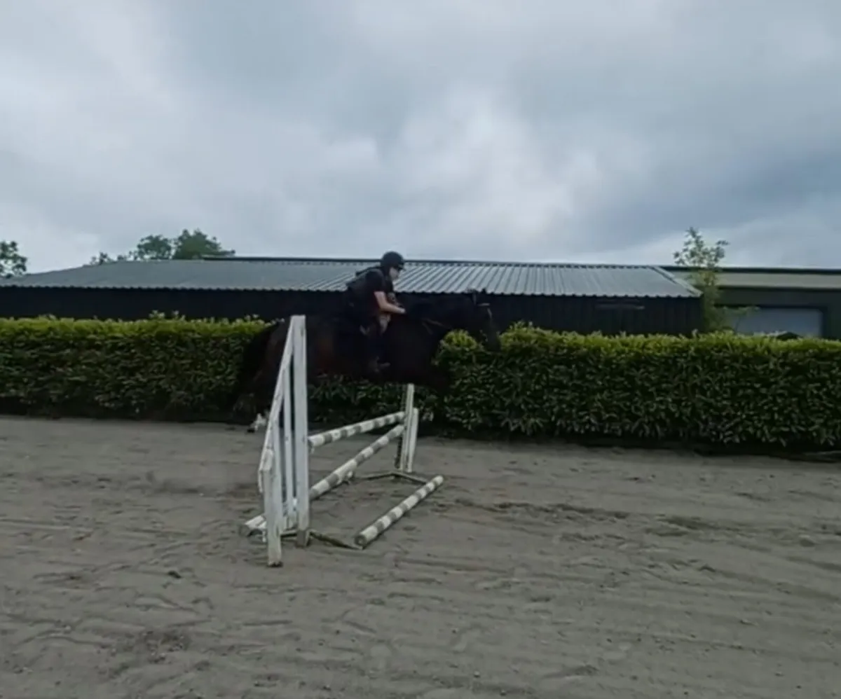 TB mare great temperament - Image 4