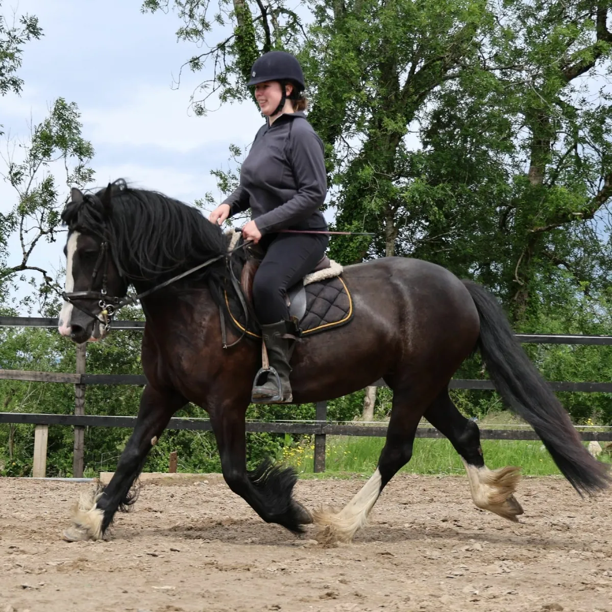 Cairnview Kerry - 5 Year Old Cob Mare - Image 4