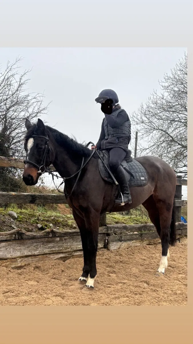 TB mare great temperament - Image 1