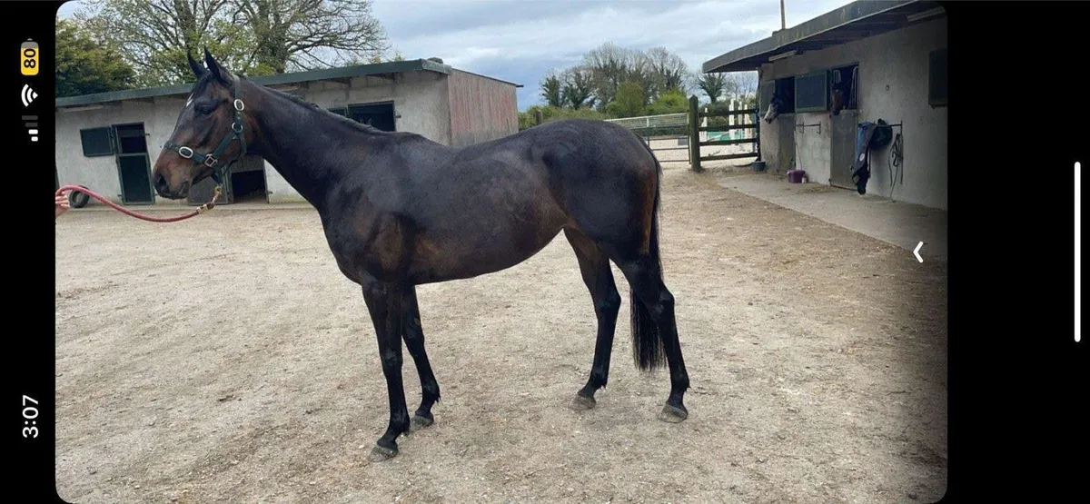 Thoroughbred filly