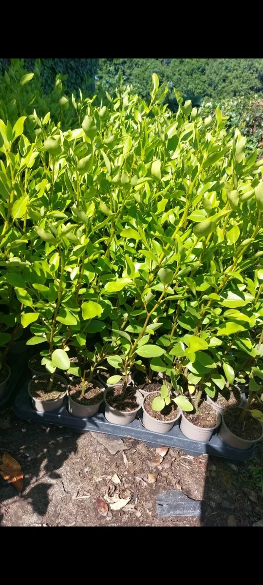 Griselinia Hedging - Image 3