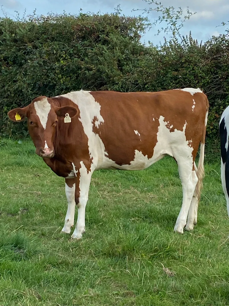 3 PBR Maiden Heifers - Image 1