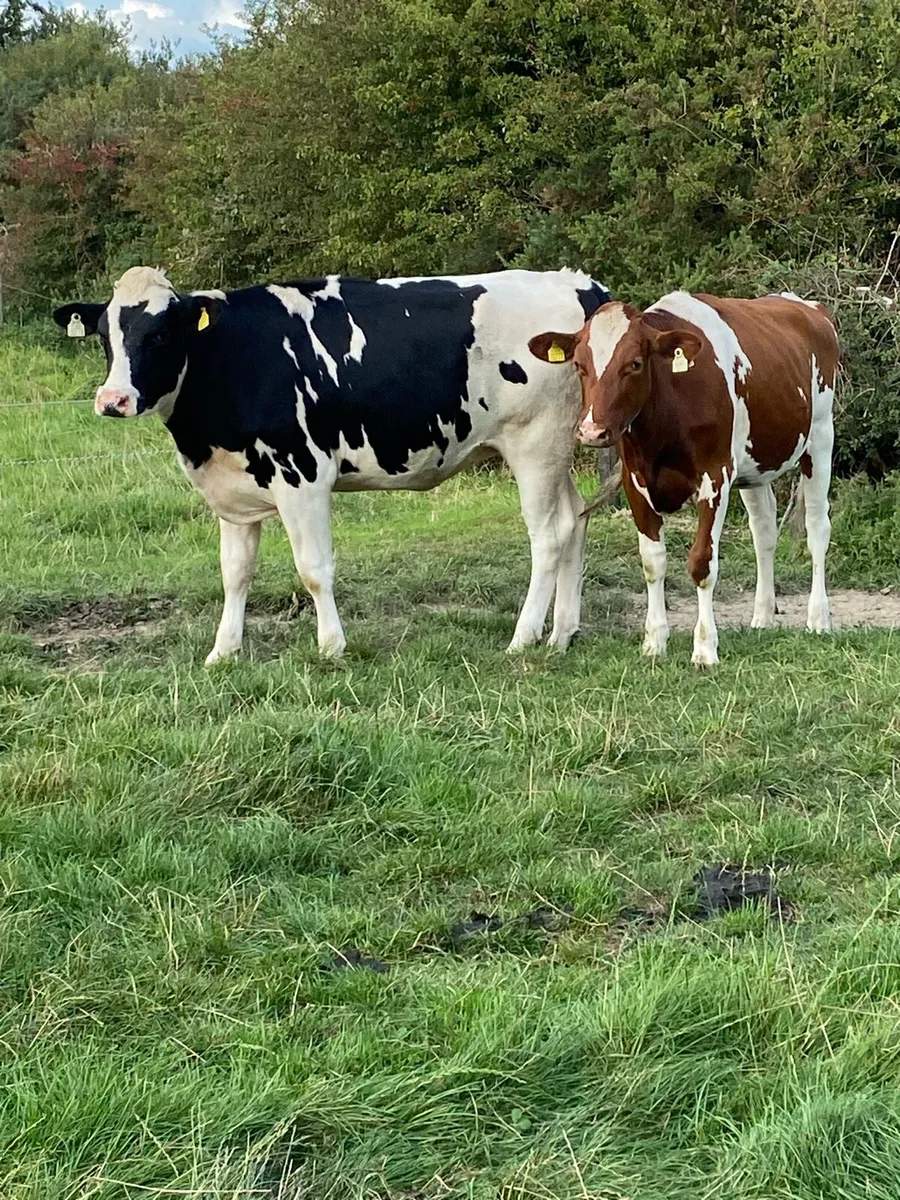 3 PBR Maiden Heifers - Image 2