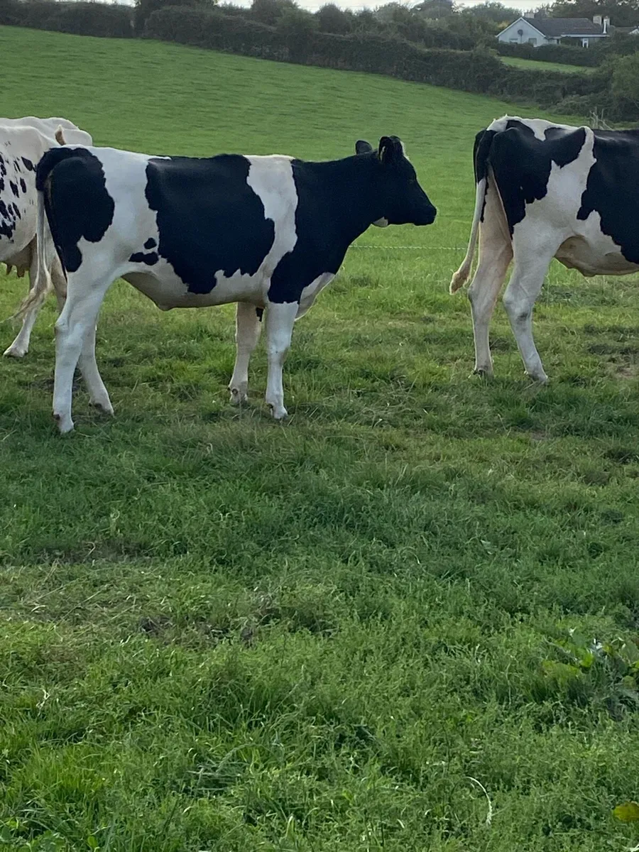 3 PBR Maiden Heifers - Image 3