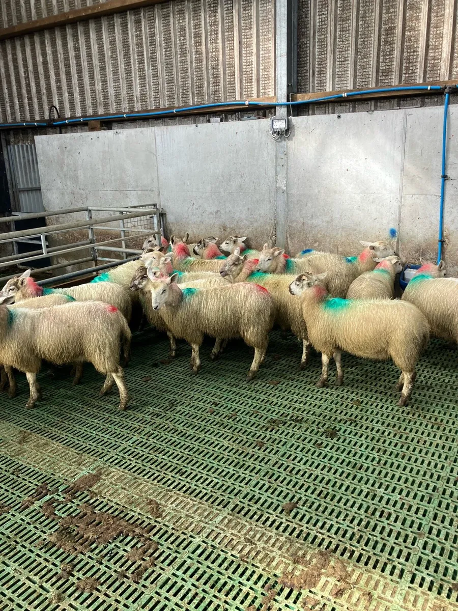 Ewe lambs - Image 1