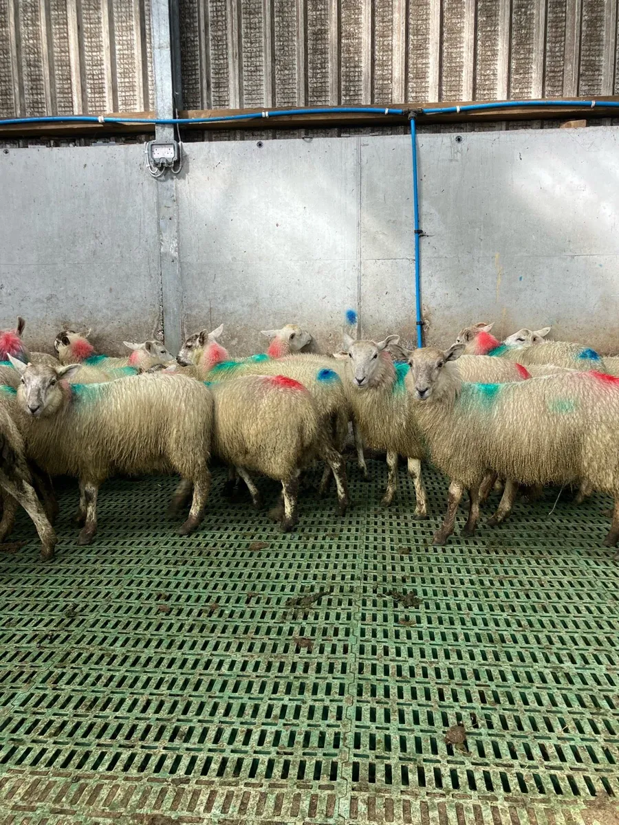 Ewe lambs - Image 2