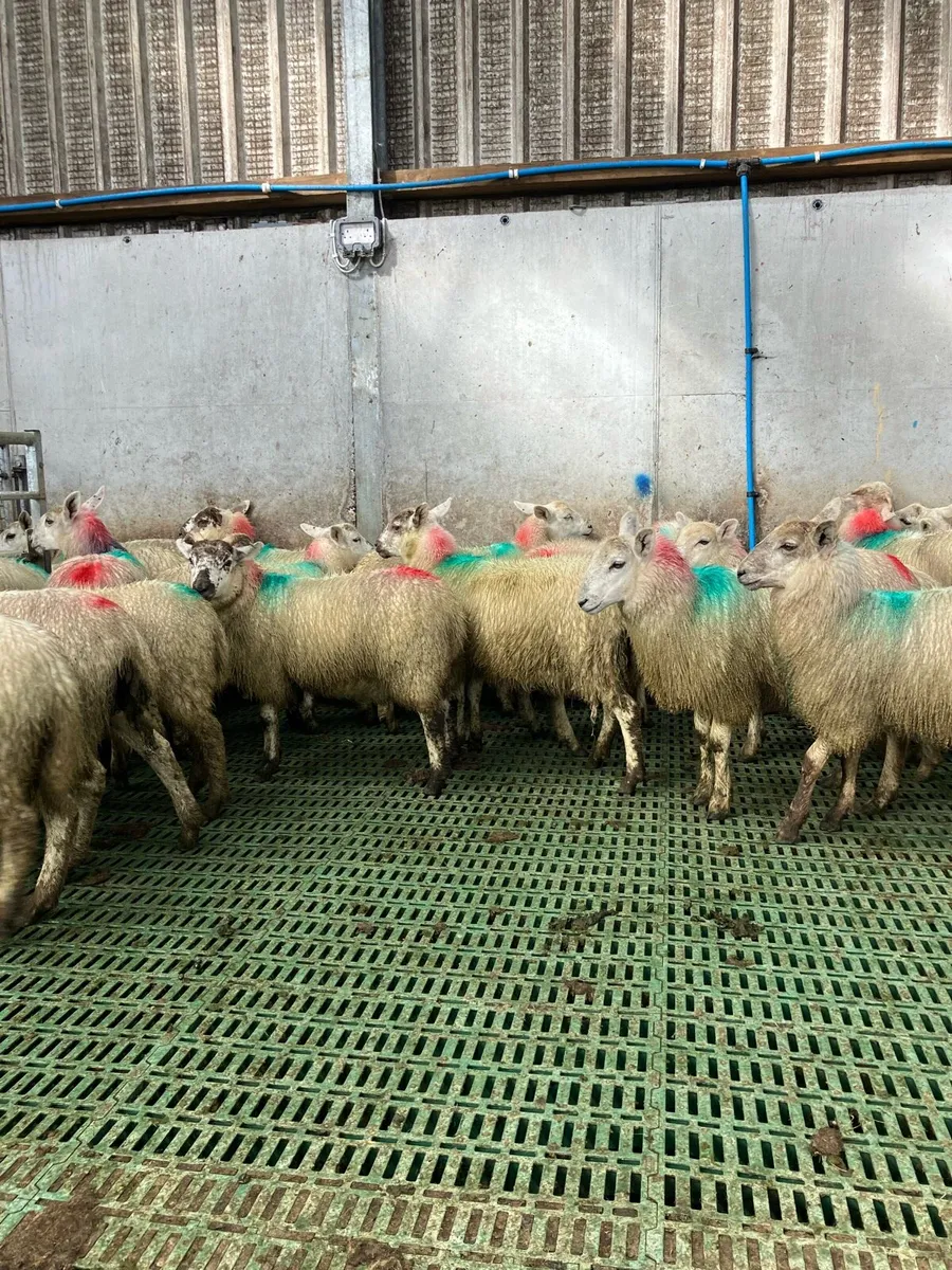 Ewe lambs - Image 3
