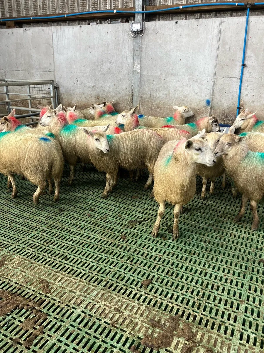 Ewe lambs - Image 4