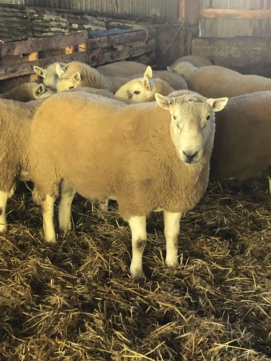 Top Quality Wicklow Cheviot Hogget Rams