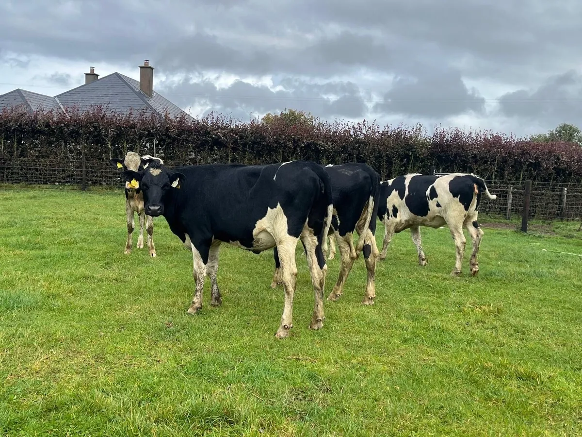11 super ai bred  Frisian breeding heifers - Image 1