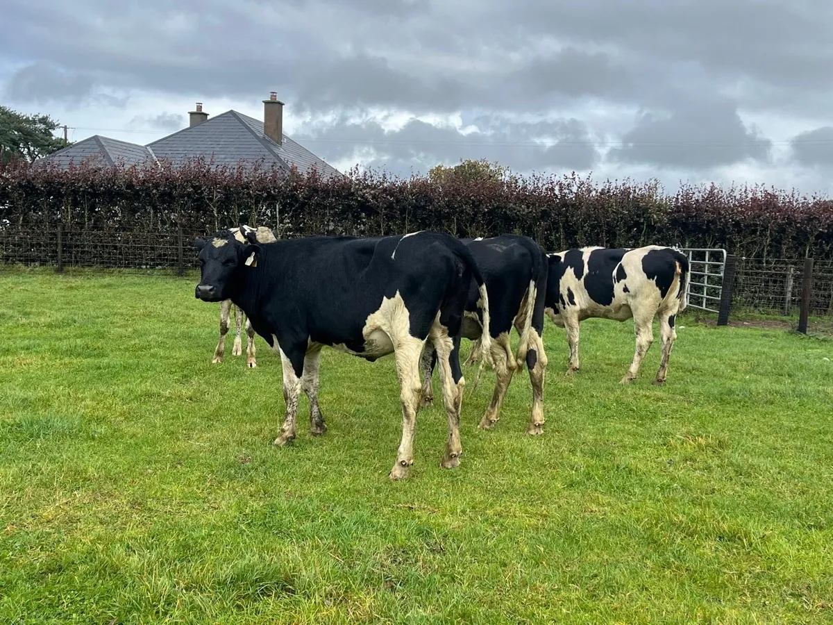 11 super ai bred  Frisian breeding heifers - Image 2