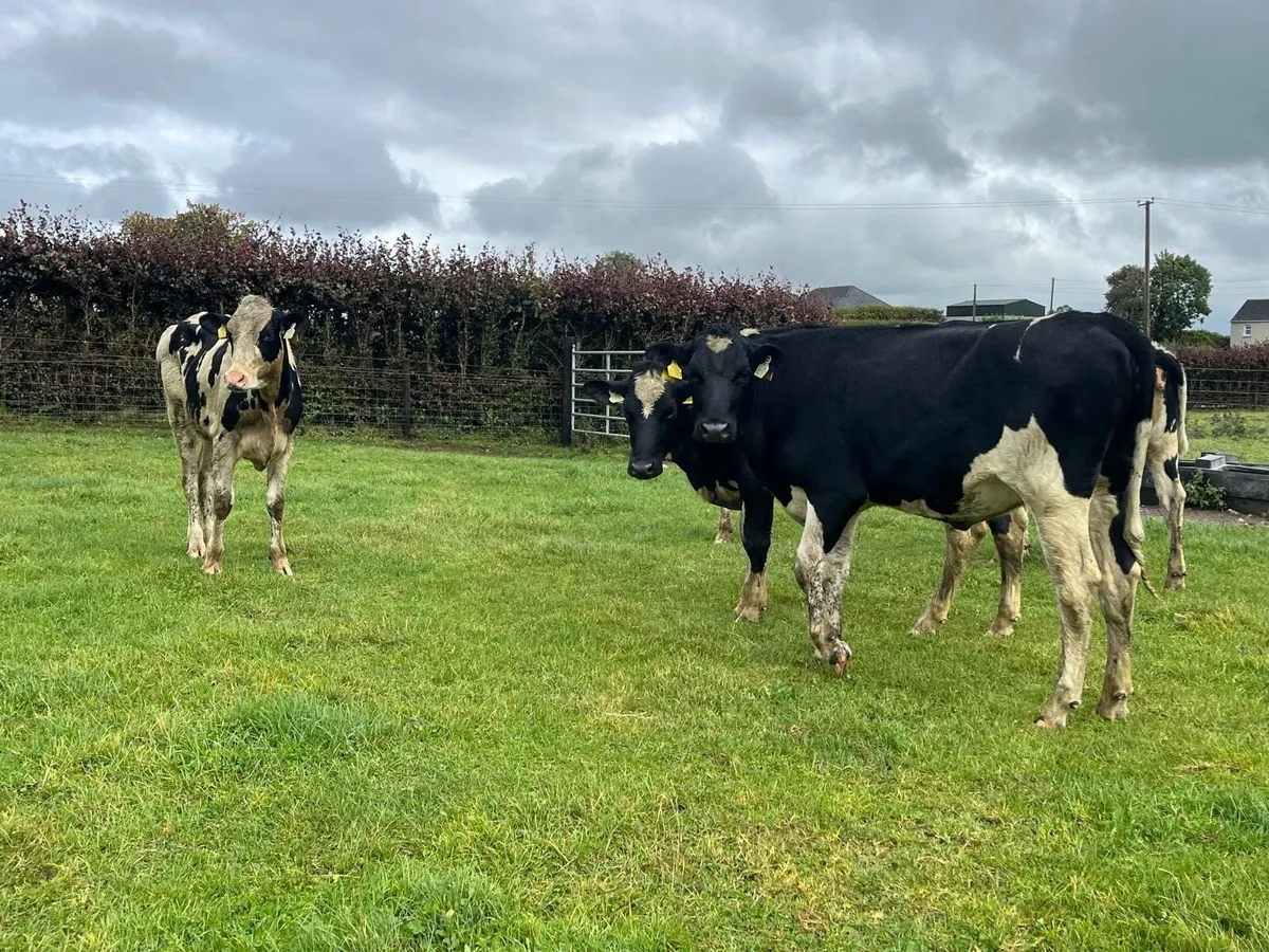11 super ai bred  Frisian breeding heifers - Image 3