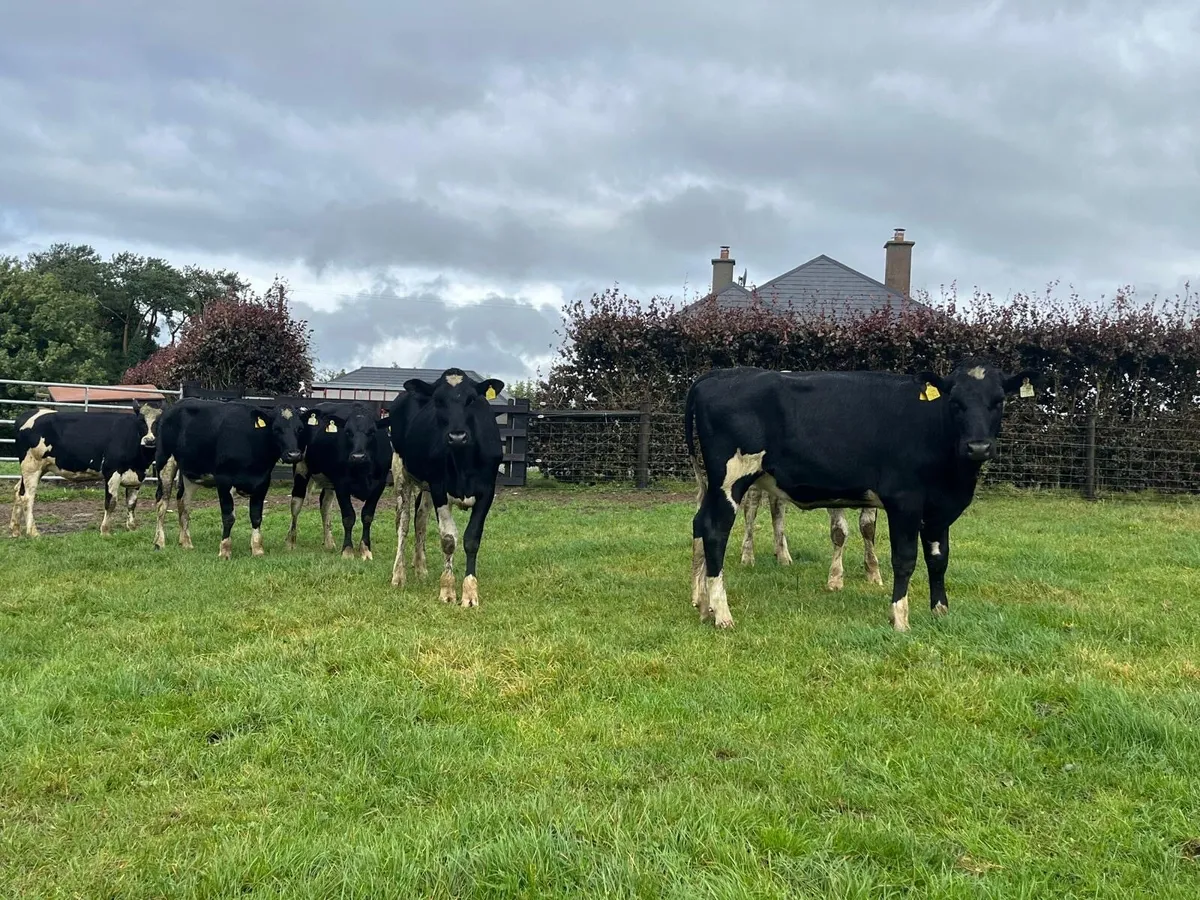 11 super ai bred  Frisian breeding heifers - Image 4