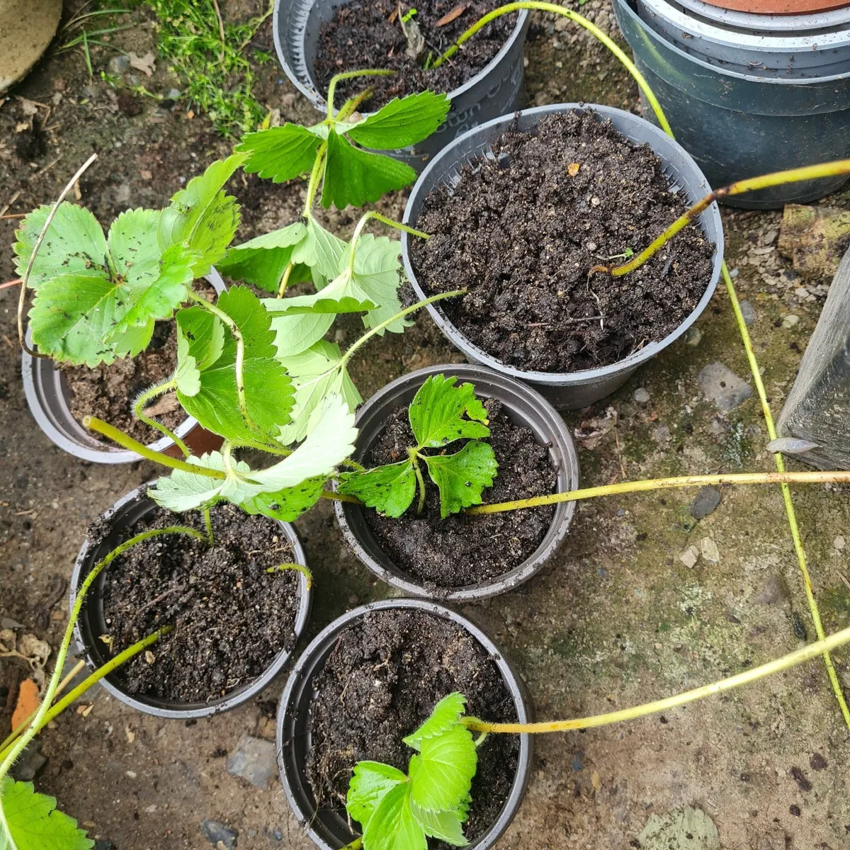 Strawberry plants