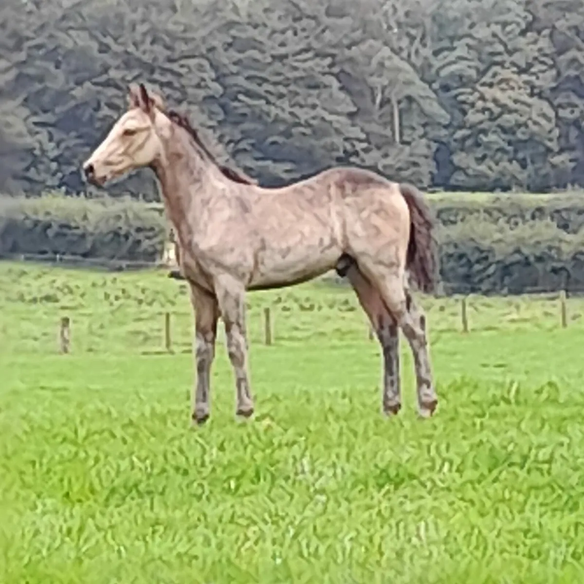Dun colt - Image 1