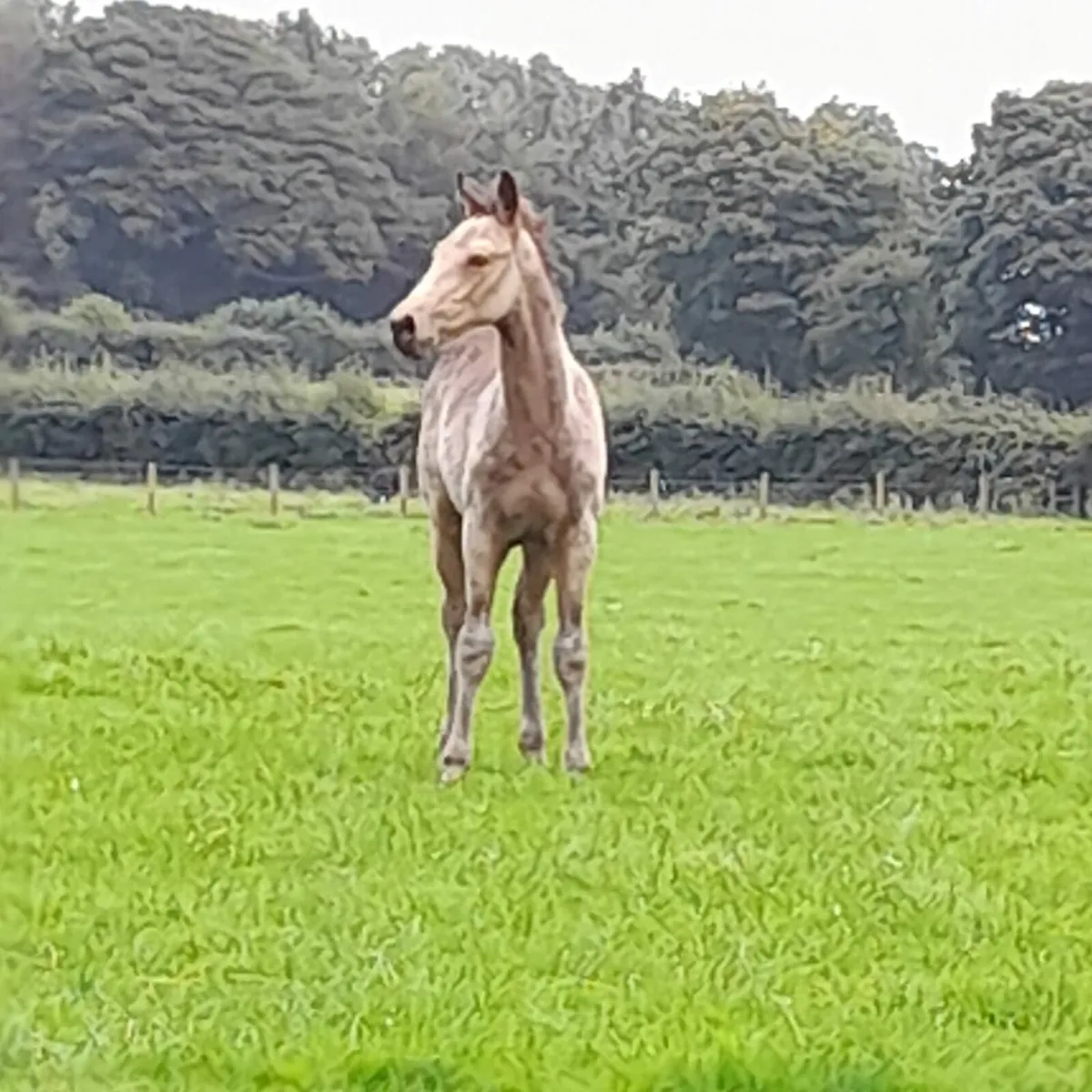 Dun colt - Image 2