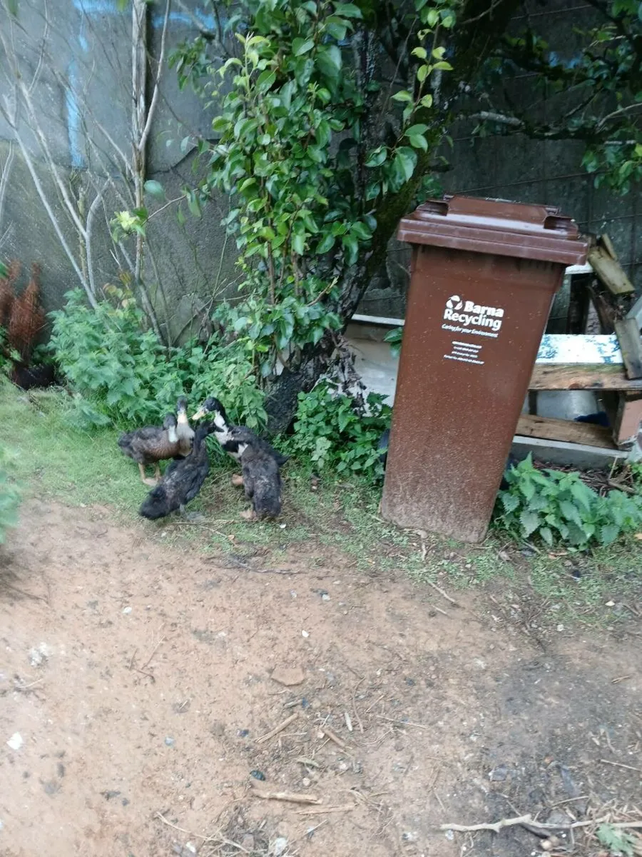 Poultry - Image 3