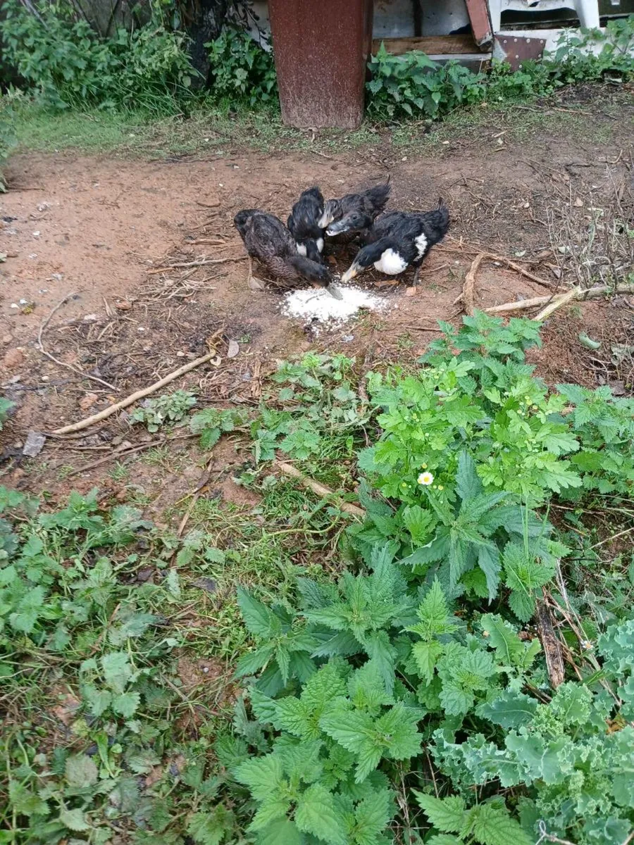 Poultry - Image 1