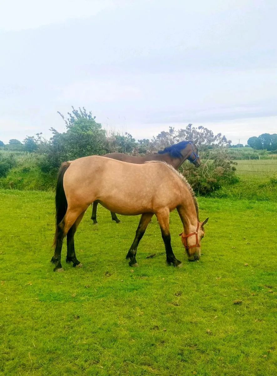 Sport horse fillys dun - Image 1