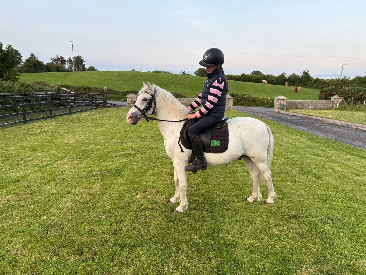 Quiet riding pony for child - Image 1