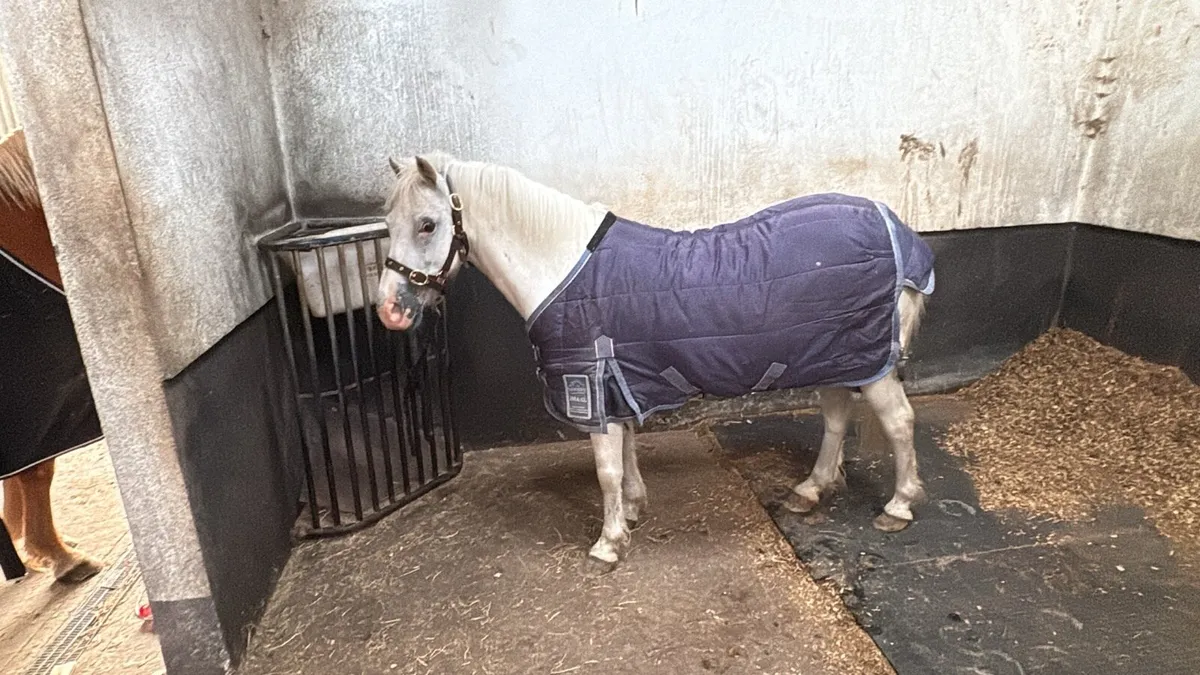 Quiet riding pony for child - Image 2