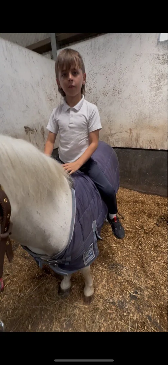Quiet riding pony for child - Image 3