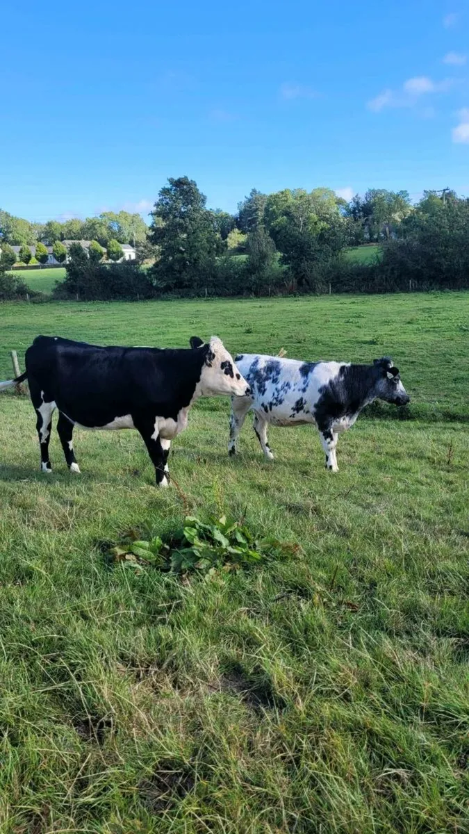 Ch ,Hereford, bb, heifers - Image 1