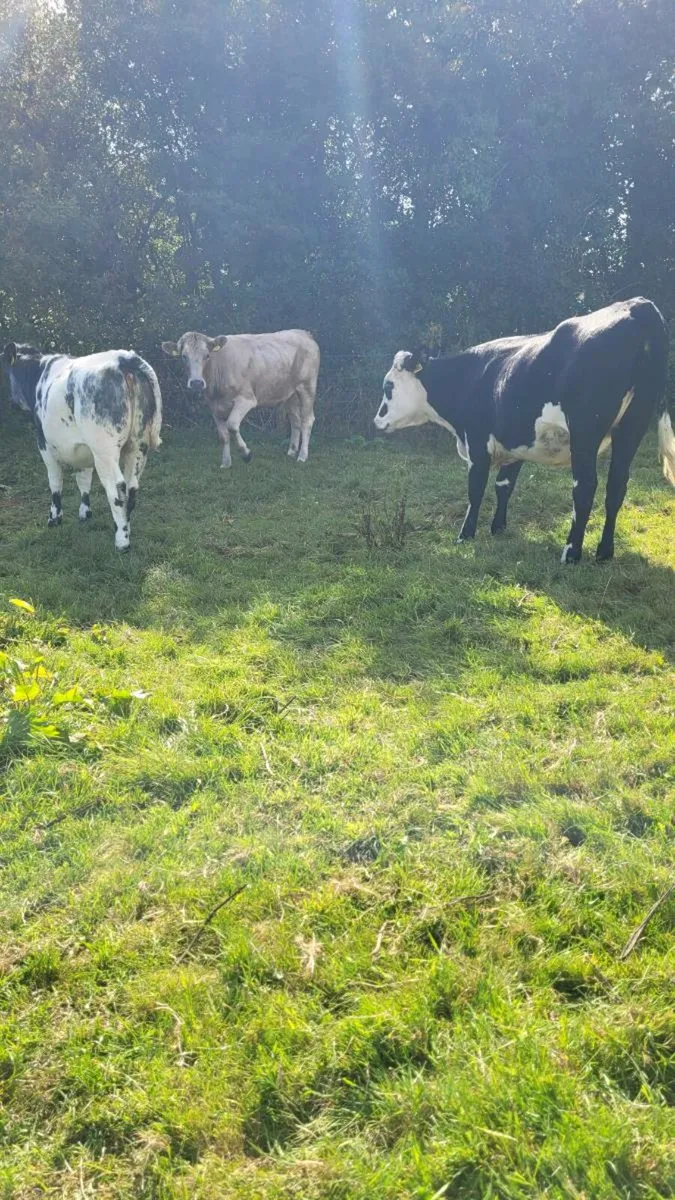 Ch ,Hereford, bb, heifers - Image 2