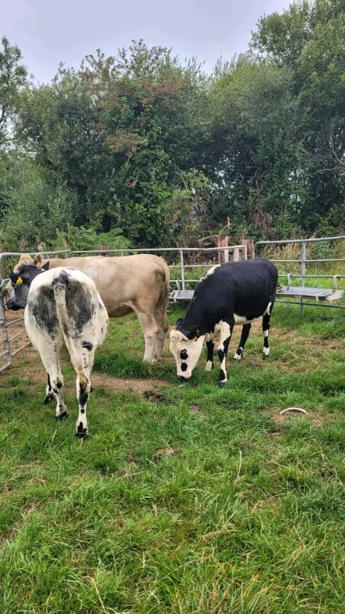 Ch ,Hereford, bb, heifers - Image 4