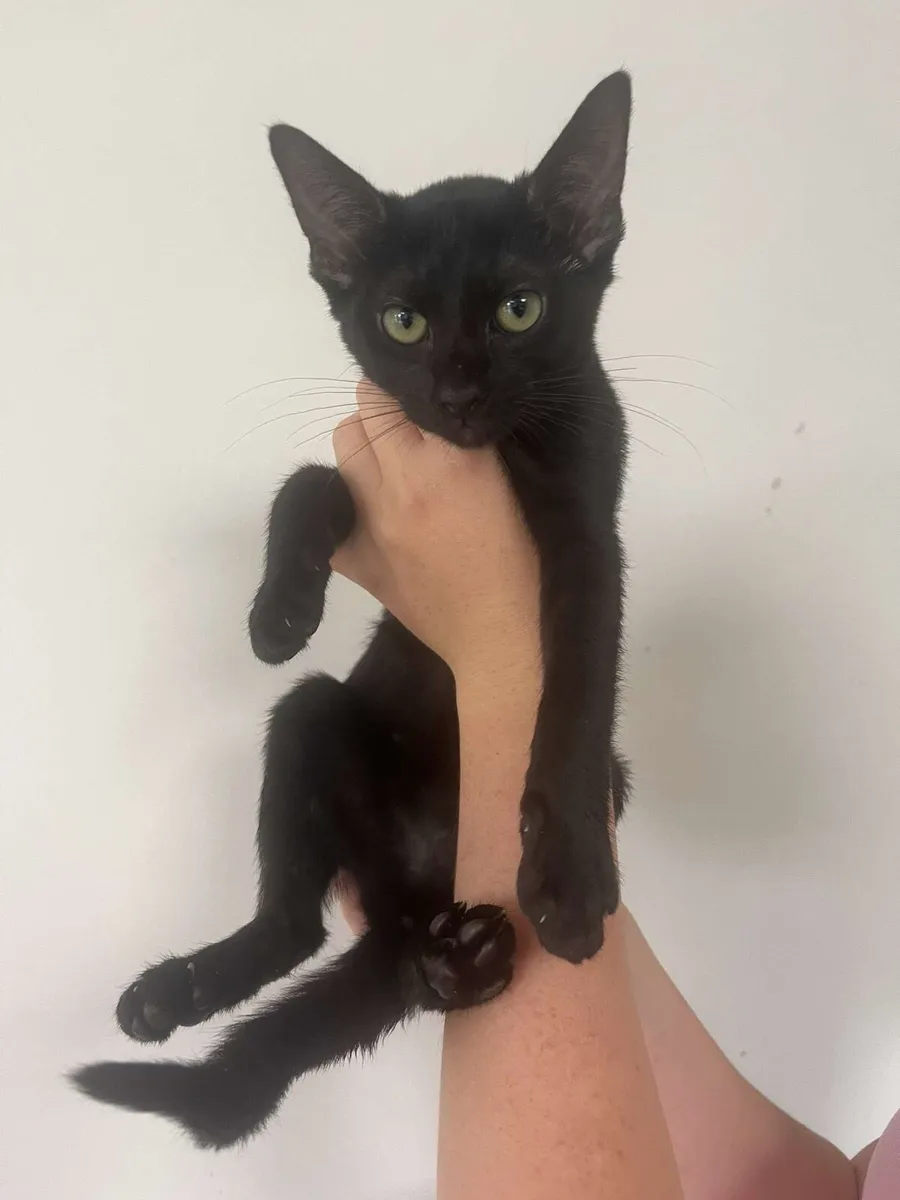 Siamese cross kittens - Image 1
