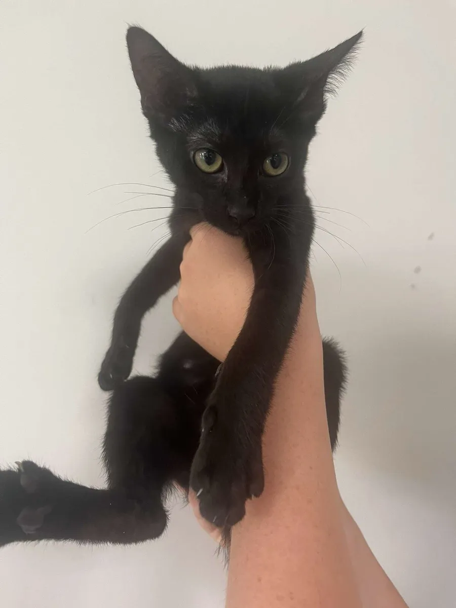 Siamese cross kittens - Image 3