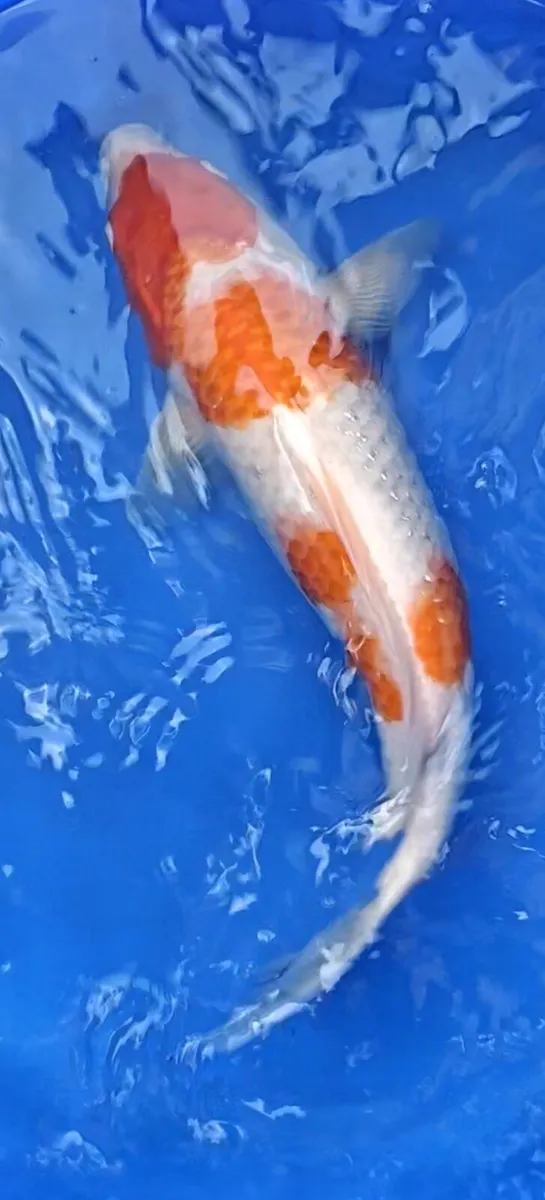 High quality Japanese Koi - Image 2