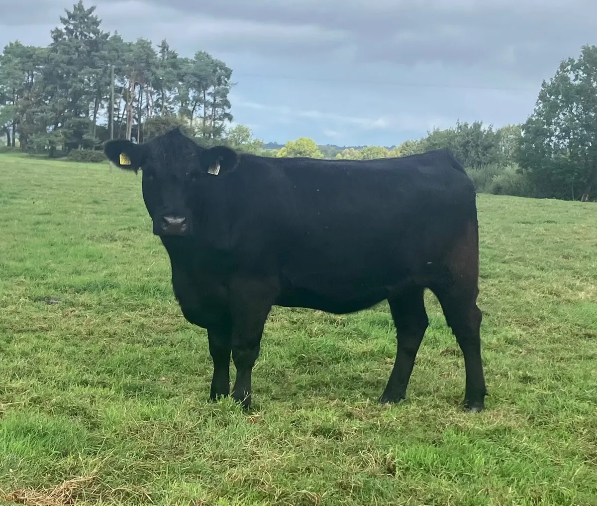Pedigree Angus Heifers - Image 2