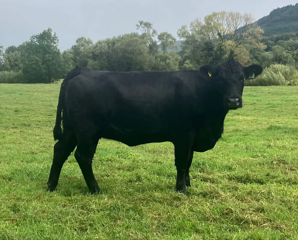 Pedigree Angus Heifers - Image 3