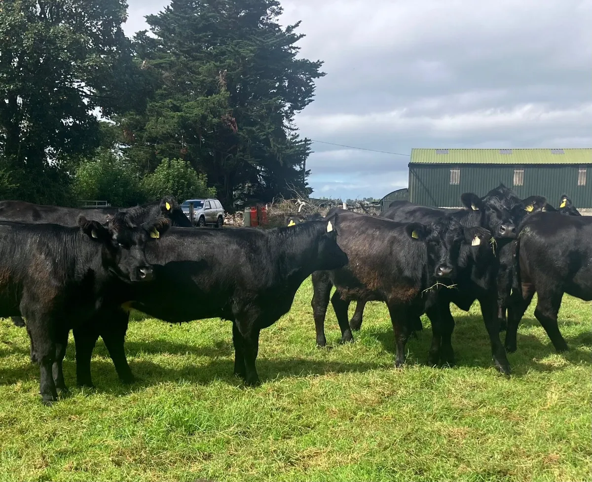 Pedigree Angus Heifers - Image 4