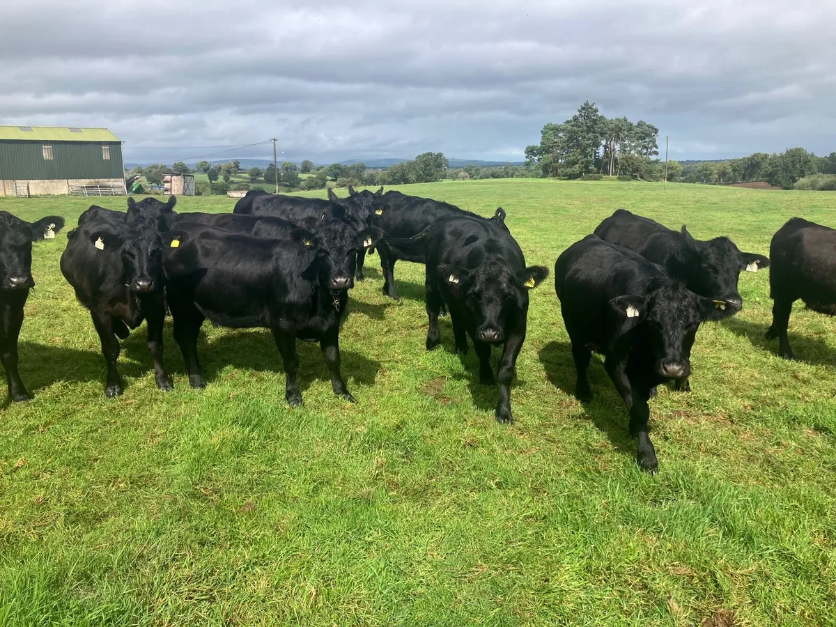 Pedigree Angus Heifers - Image 1