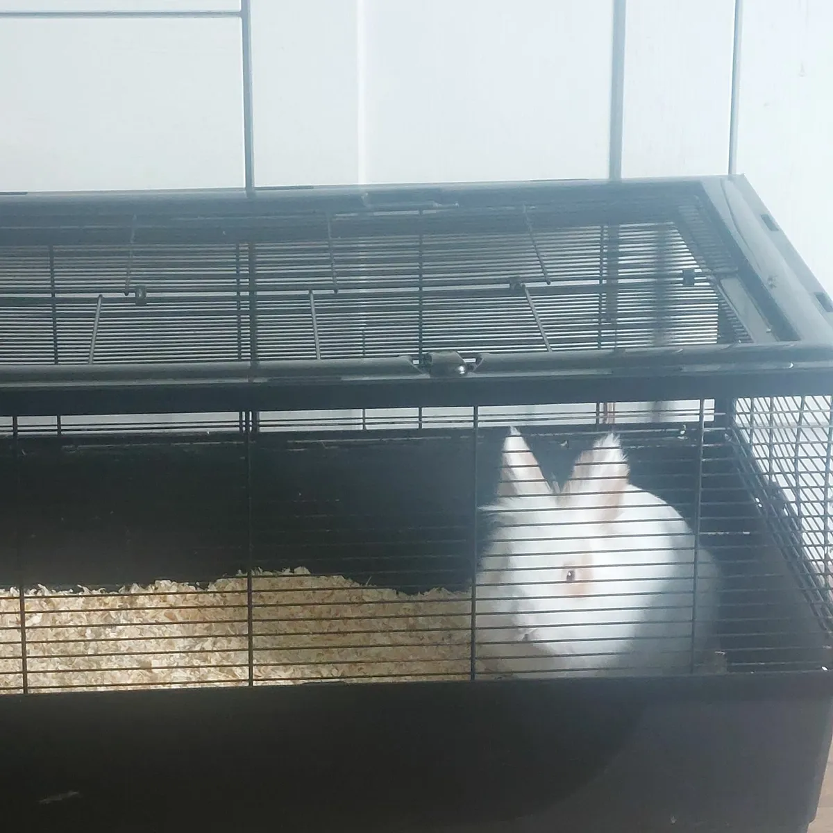 Rabbit - Image 1