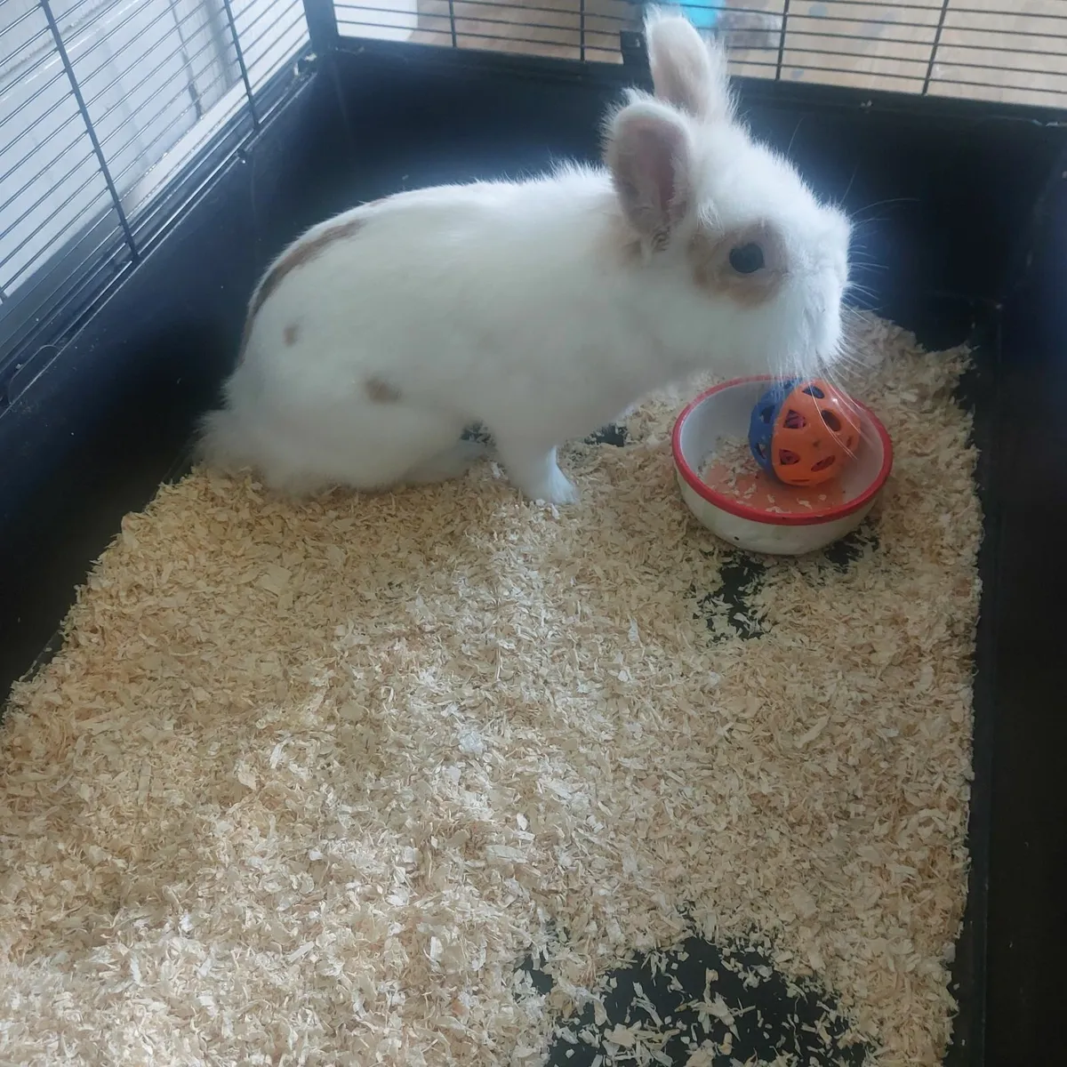 Rabbit - Image 2