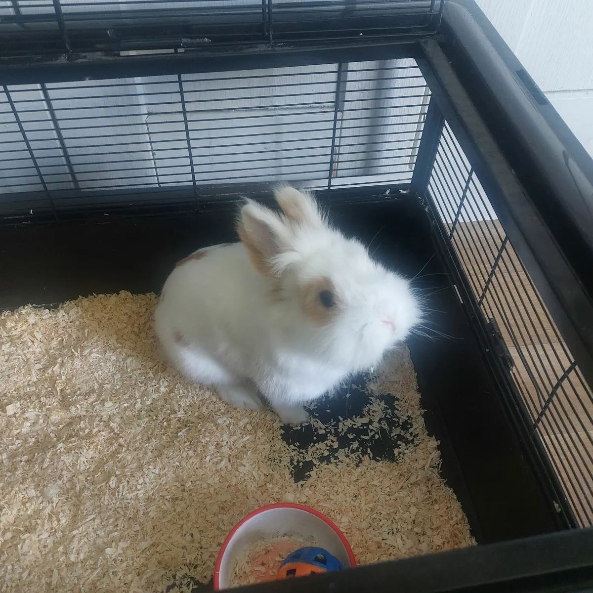 Rabbit - Image 3