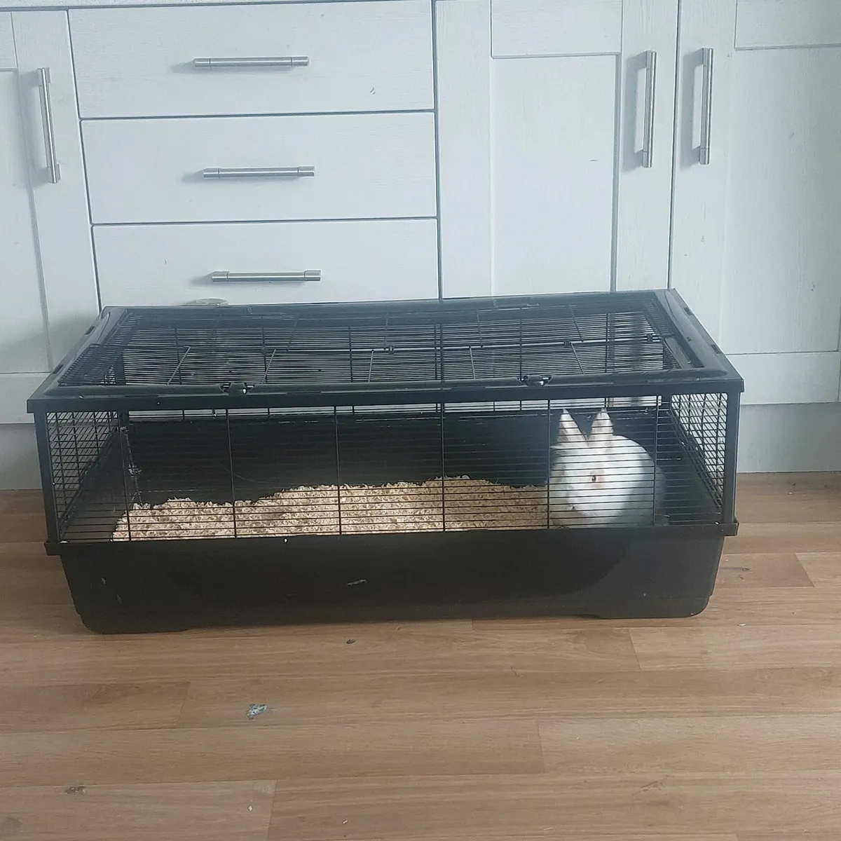 Rabbit - Image 4