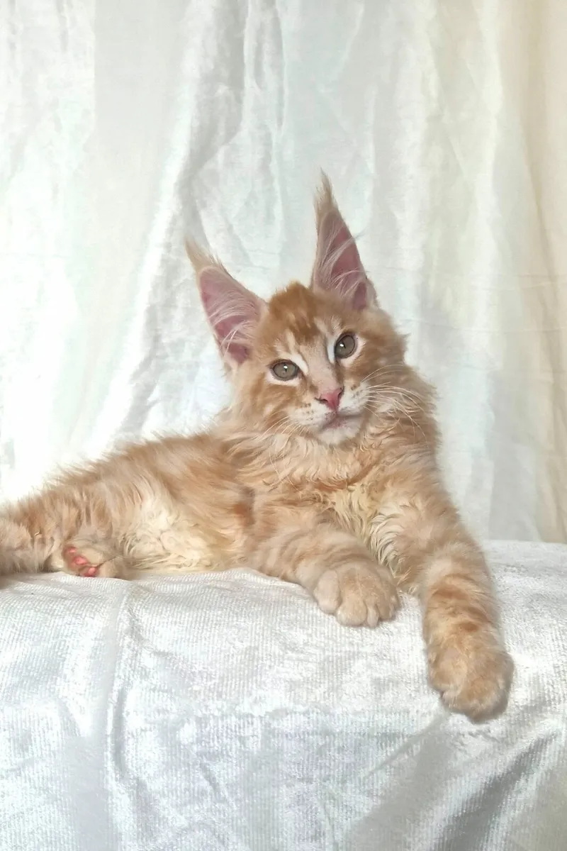 Maine Coon - Image 1