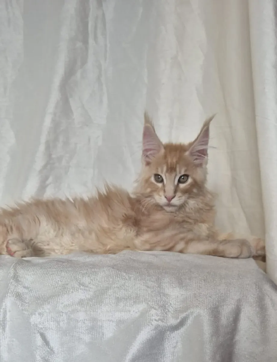 Maine Coon - Image 2