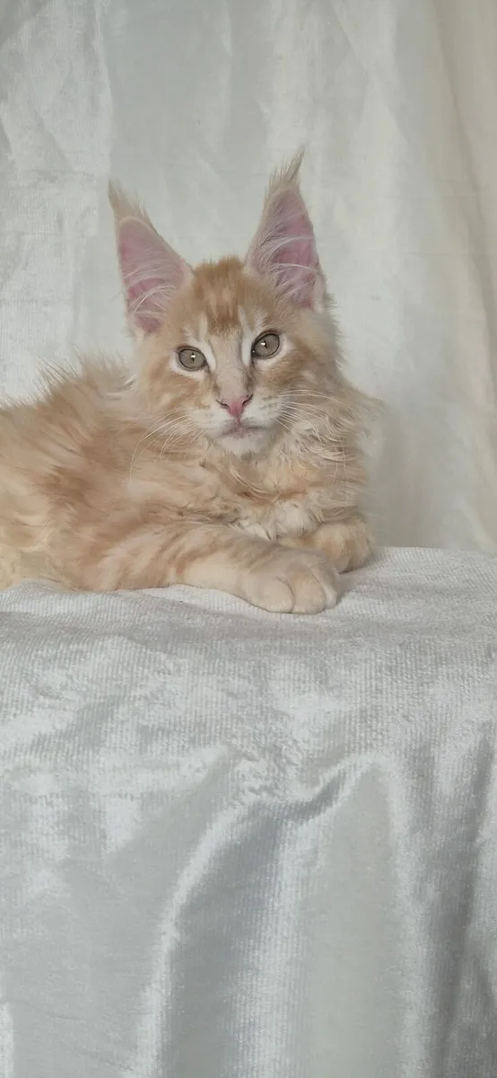 Maine Coon - Image 3