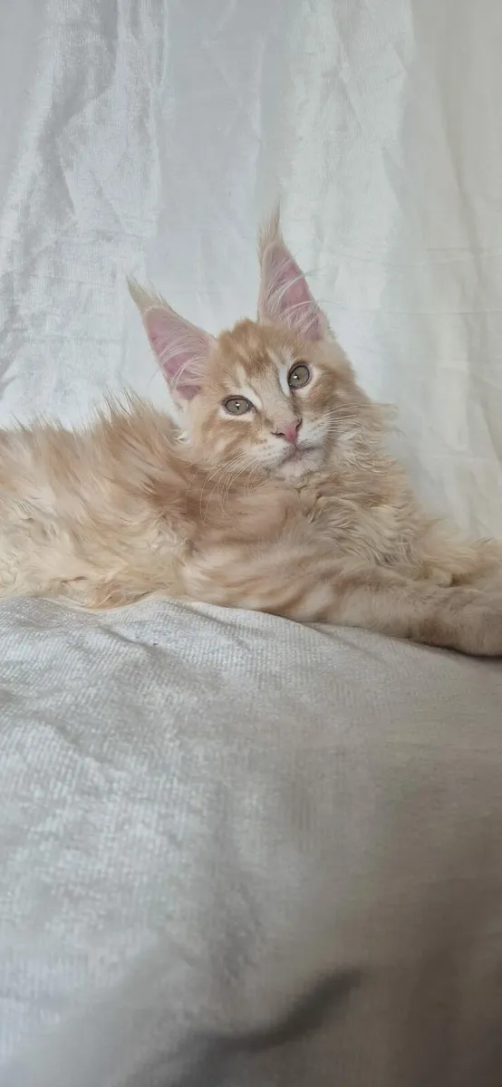 Maine Coon - Image 4